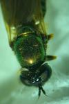 Chloromyia formosa