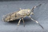 Haematopota italica