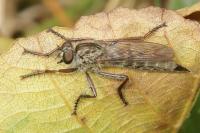 Tolmerus atricapillus