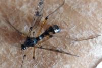Ptychoptera contaminata