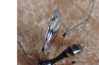 Ptychoptera contaminata