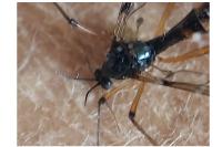 Ptychoptera contaminata