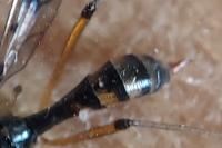 Ptychoptera contaminata