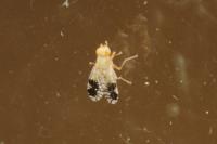Tephritis divisa