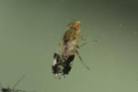 Tephritis divisa