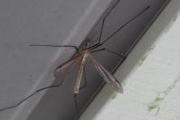 Tipula