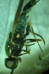 Chloromyia formosa