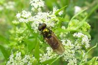 Chloromyia formosa