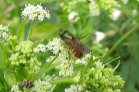 Chloromyia formosa