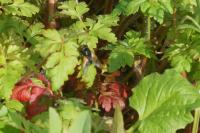 Mesembrina meridiana