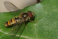 Episyrphus balteatus