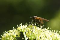 Empis tessellata