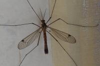 Nephrotoma guestfalica