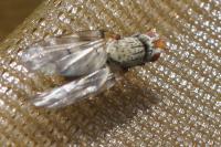 Otites guttata