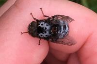 Pharyngomyia picta