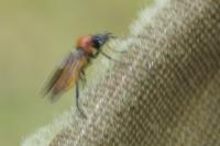 Bibio anglicus