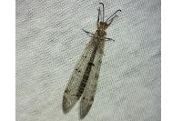 Distoleon tetragrammicus