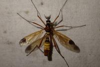 Ctenophora ornata