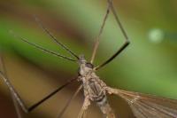 Tipula pagana