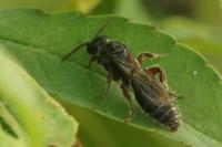 Tiphia femorata