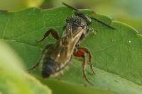 Tiphia femorata