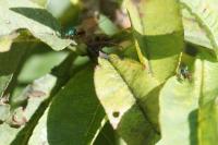 Diomorus calcaratus