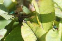 Diomorus calcaratus