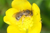 Lasioglossum pallens
