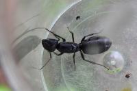 Camponotus vagus