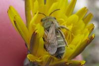 Seladonia tumulorum