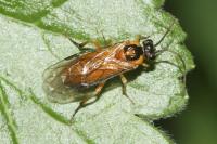 Arge melanochra