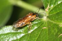 Arge melanochra