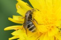 Lasioglossum leucozonium