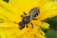 Lasioglossum leucozonium