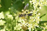 Tenthredo temula