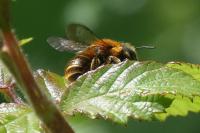 Osmia aurulenta