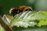 Osmia aurulenta