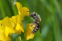 Andrena lathyri