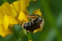 Andrena lathyri