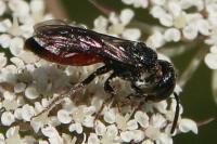 Sphecodes monilicornis