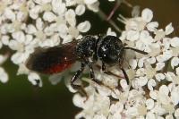 Sphecodes monilicornis