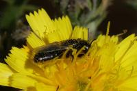 Panurgus calcaratus