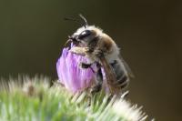 Megachile lagopoda