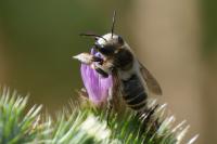Megachile lagopoda