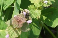 Anthophora plumipes