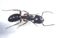 Camponotus fallax