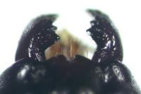 Camponotus fallax