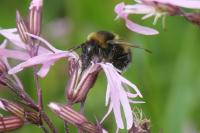 Bombus hortorum