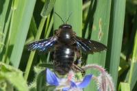 Xylocopa violacea