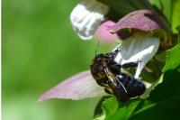 Xylocopa violacea